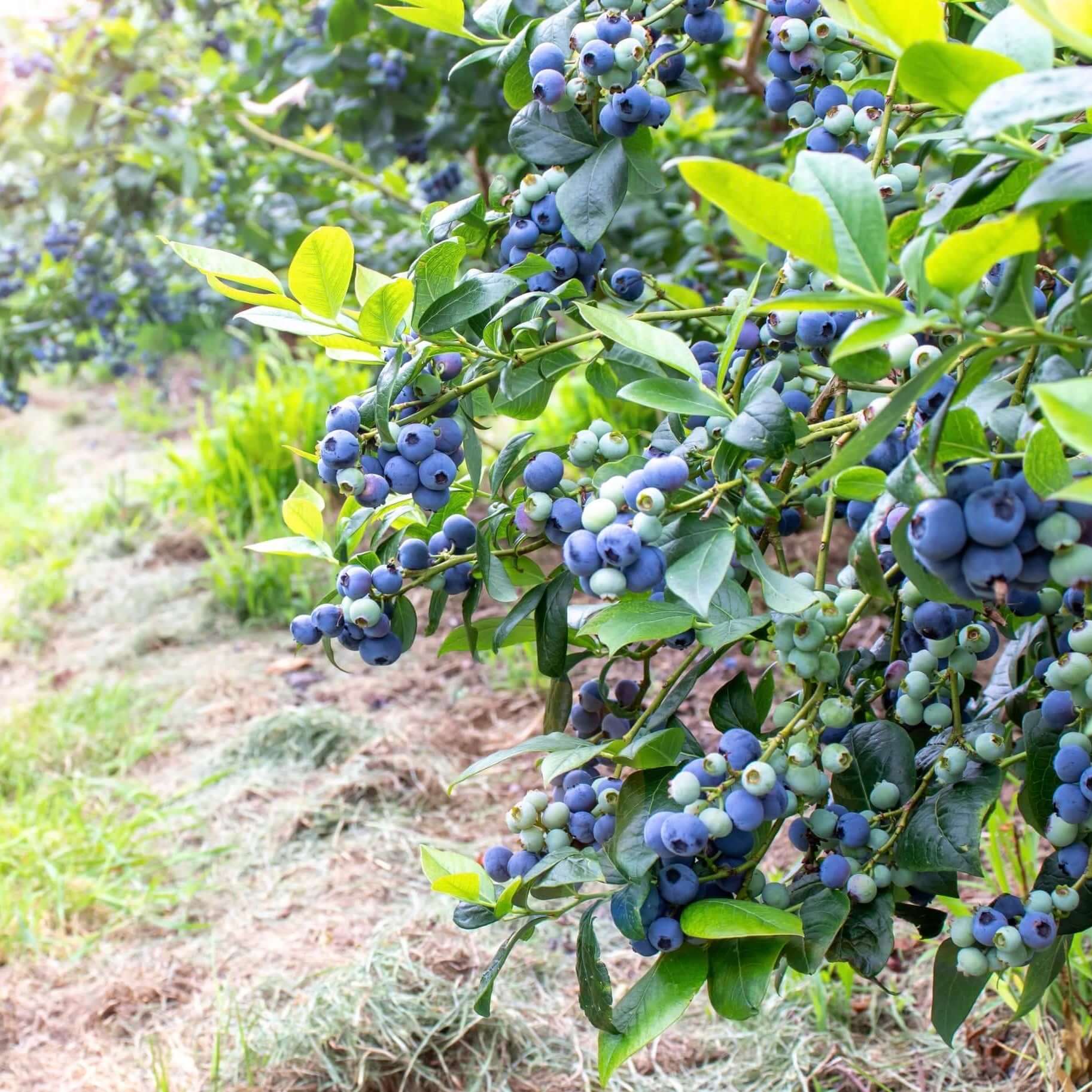 O'Neal Blueberry Bush (7863715463423)