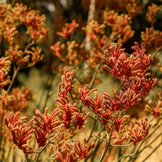 Orange Cross Kangaroo Paw (7890138267903)