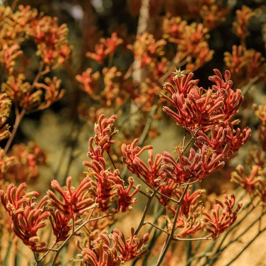 Tequila Sunrise Kangaroo Paw (7890151375103)