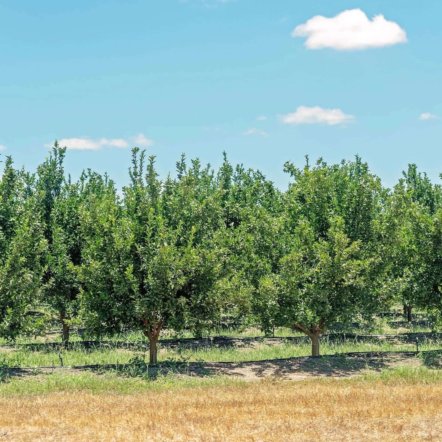 Oroblanco Grapefruit Tree (7863713890559)