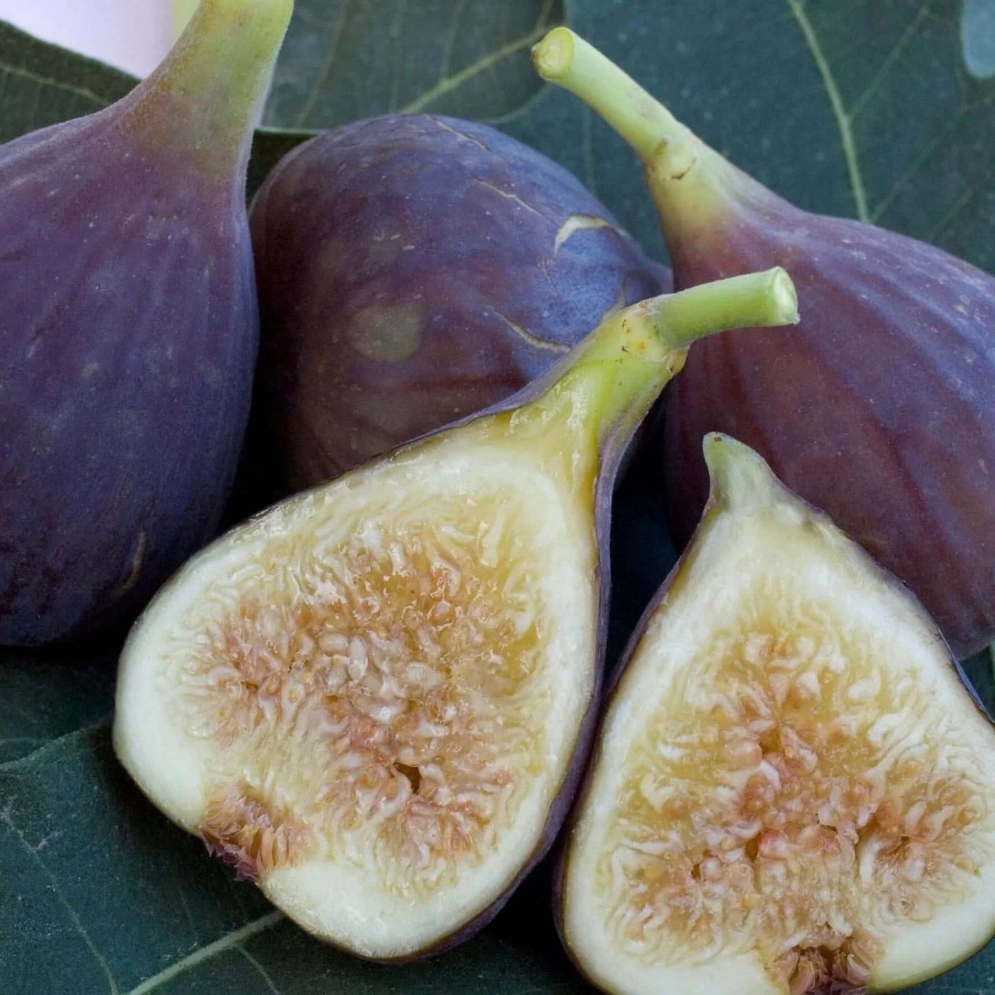 Osborne Prolific Fig (7863714840831)