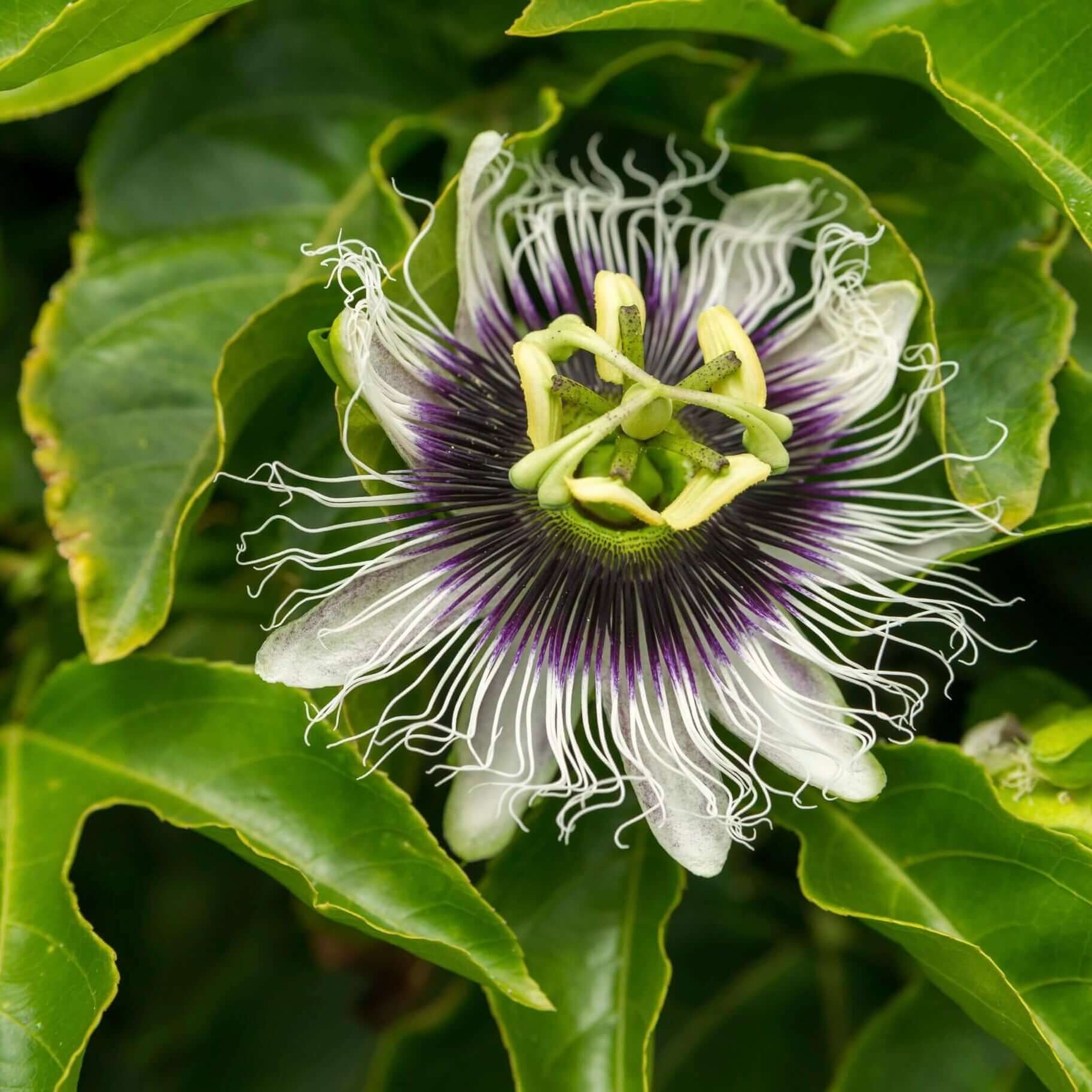 Passion Fruit (7863715332351)