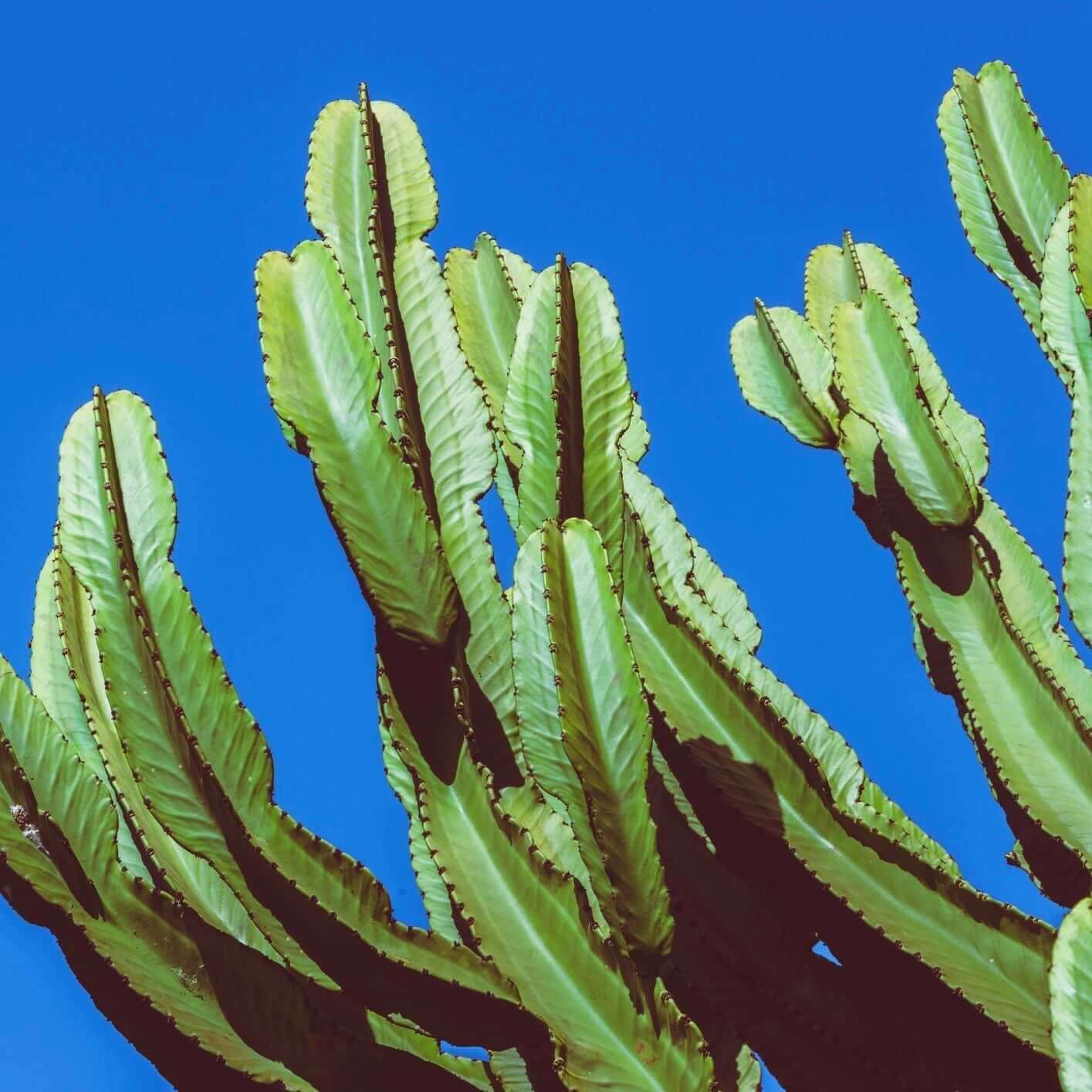 types of cereus cactus Peruvian Cactus 5 Gallon