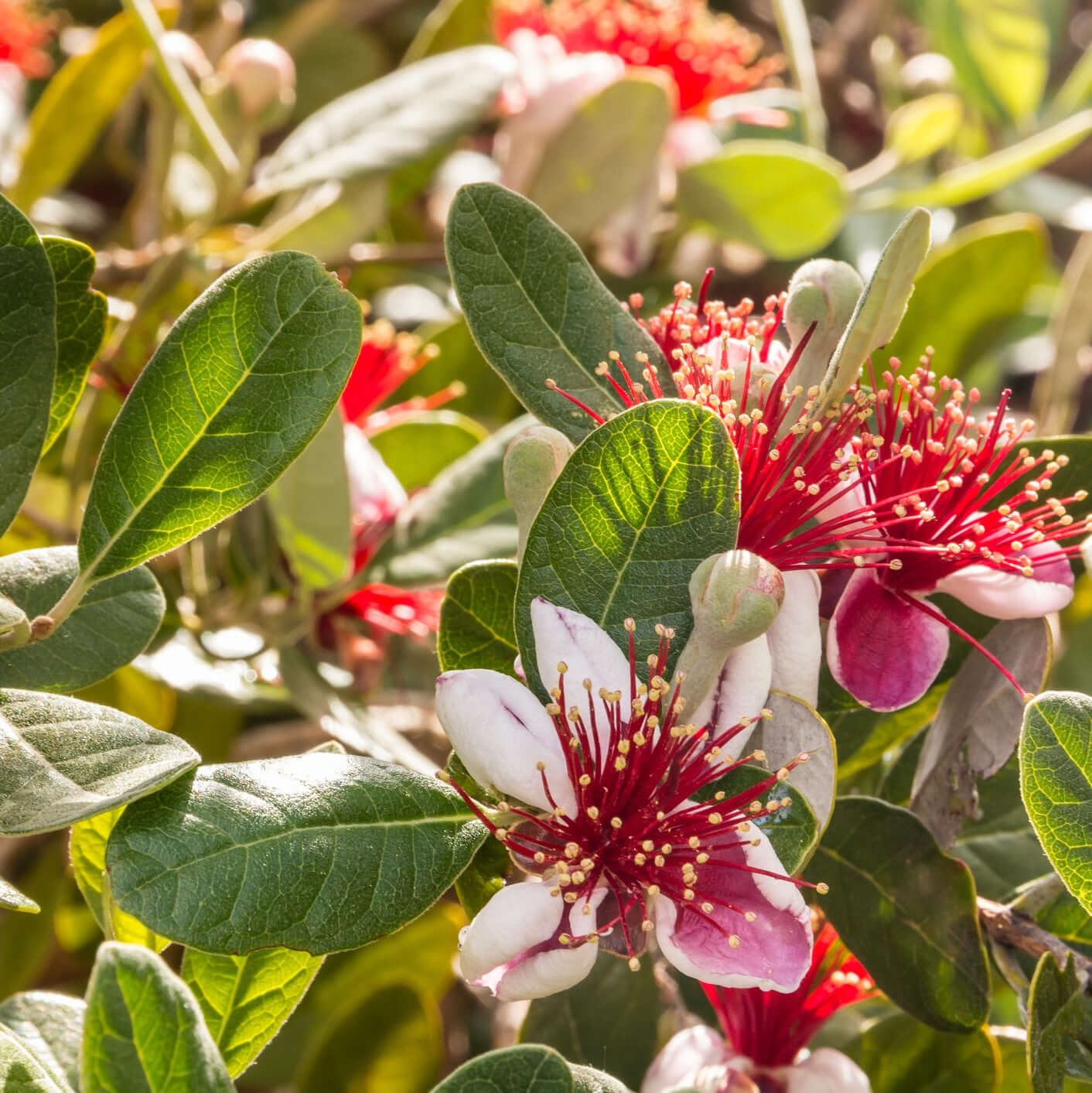 Pineapple Guava Bush (7909600821503)