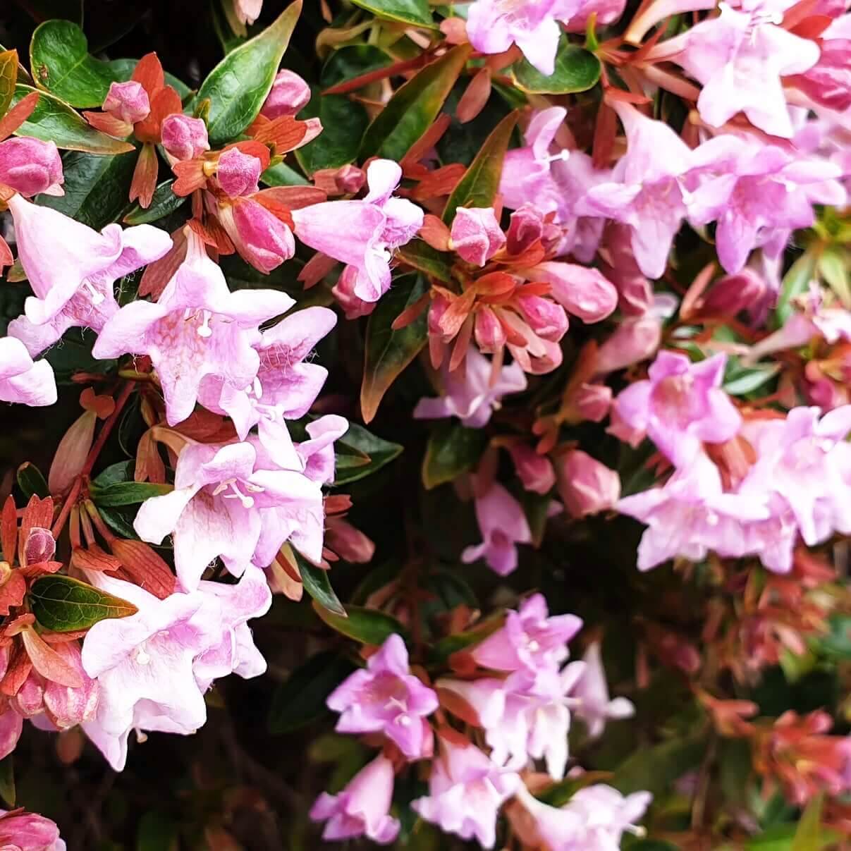 Pink Abelia Flower Shrub