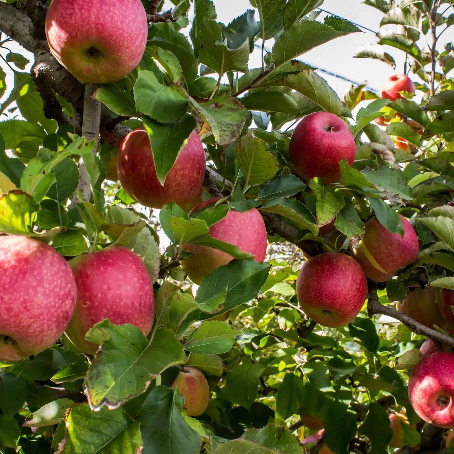 Fresh Pink Lady Apple, Each