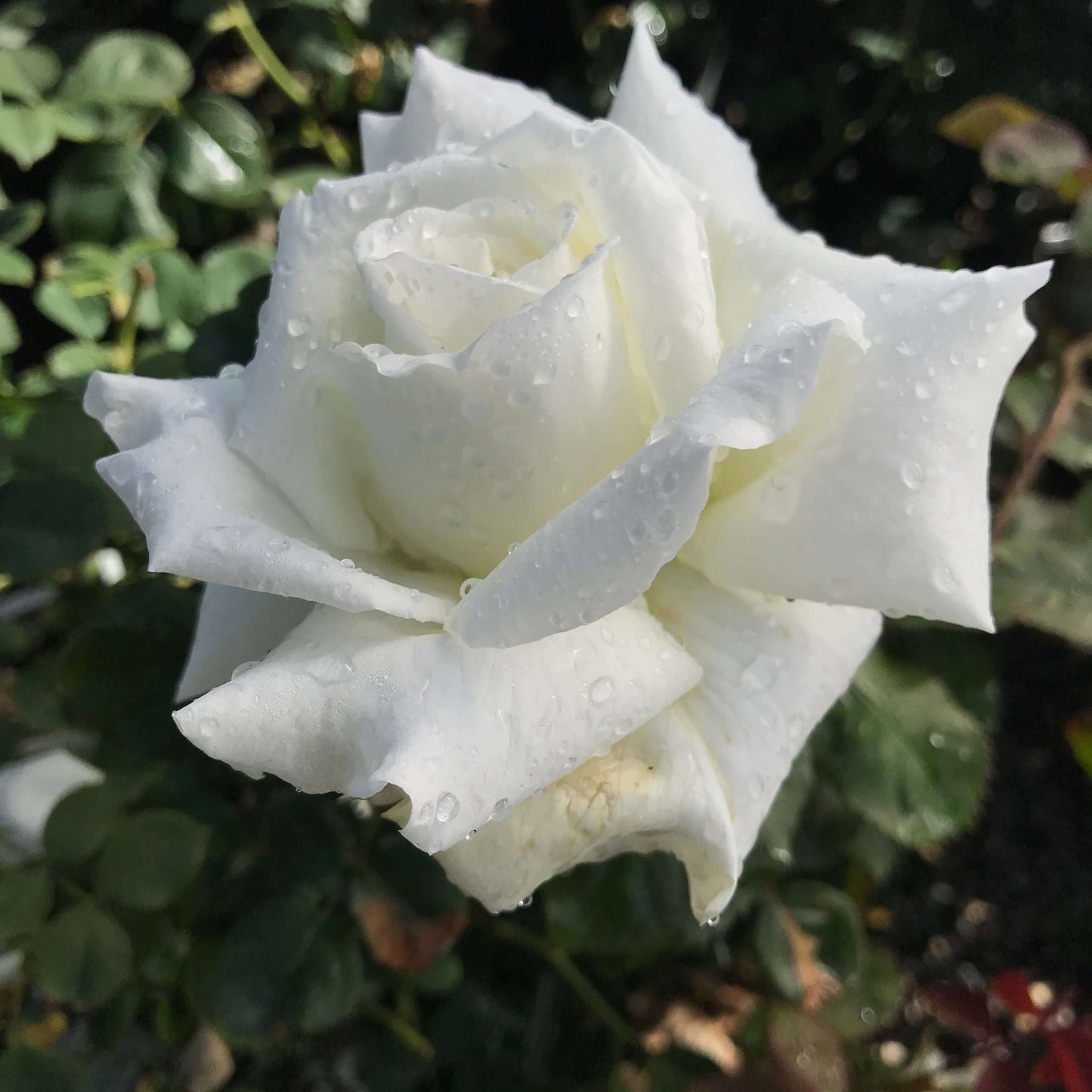 Pope John Paul II Rose (7896761532671)