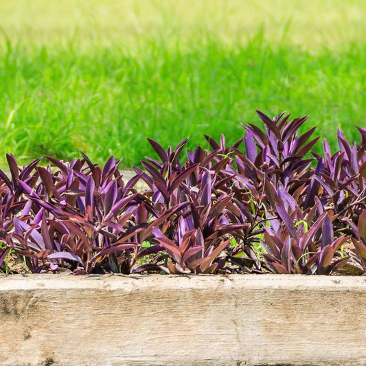 Purple Spiderwort (7823954182399)