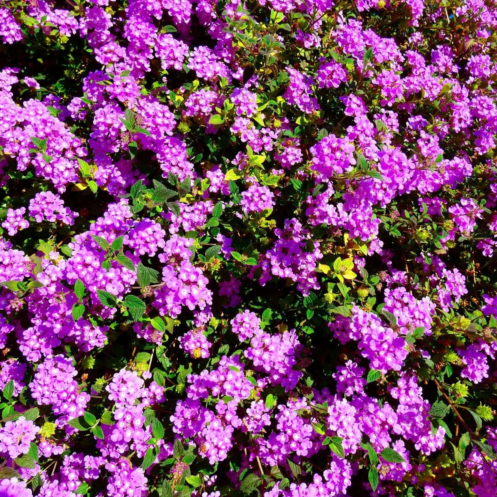 trailing lavender lantana plant Purple Trailing Lantana 4-Pack (Lantana Montevidensis) - 1 Gal