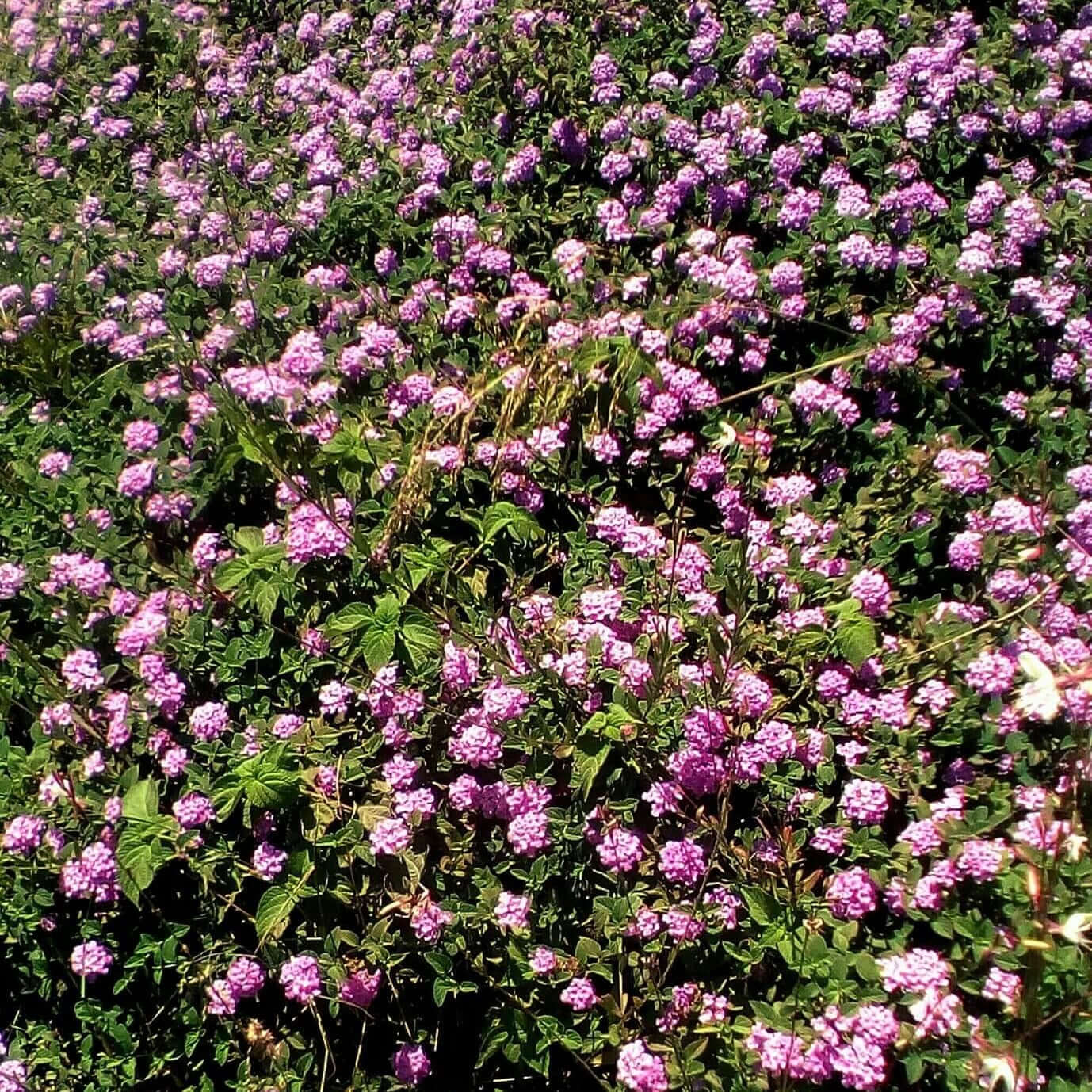 Purple Trailing Lantana (7823951167743)