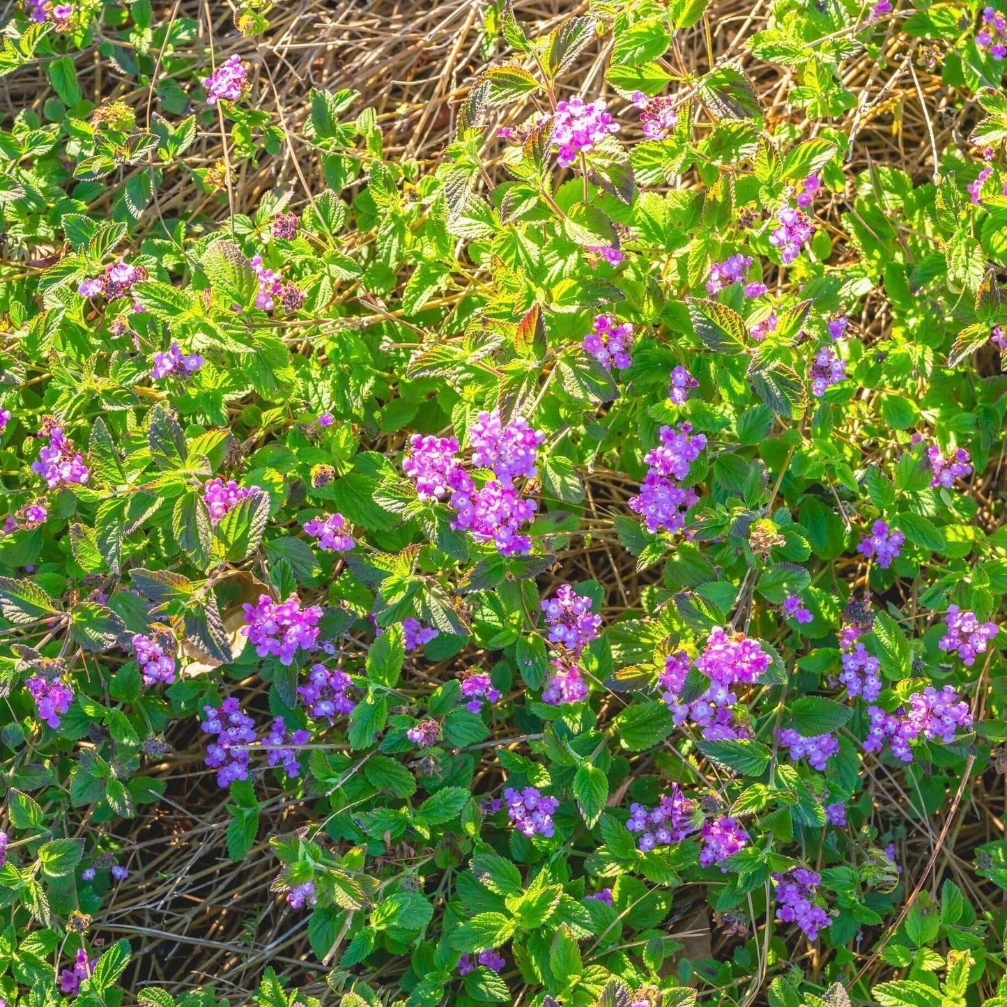 Purple Trailing Lantana (7823951167743)