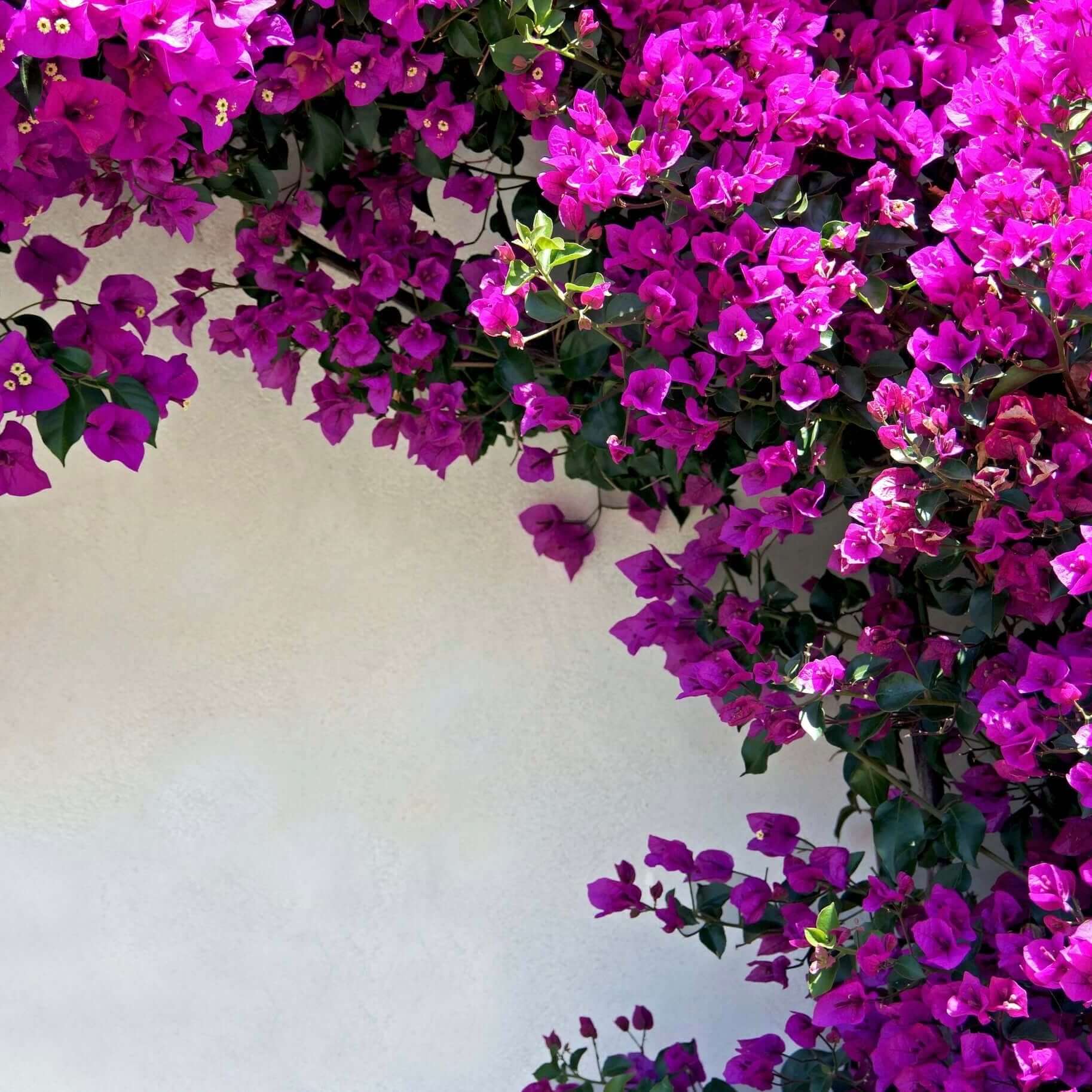 Best Plants to Put around a Pool in Texas 8 Bougainvillea