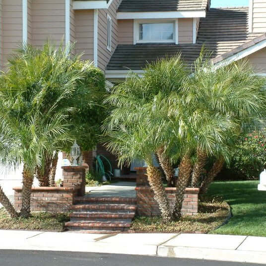 planting a robellini palm tree Pygmy Date Palm Tree 5 Gallon