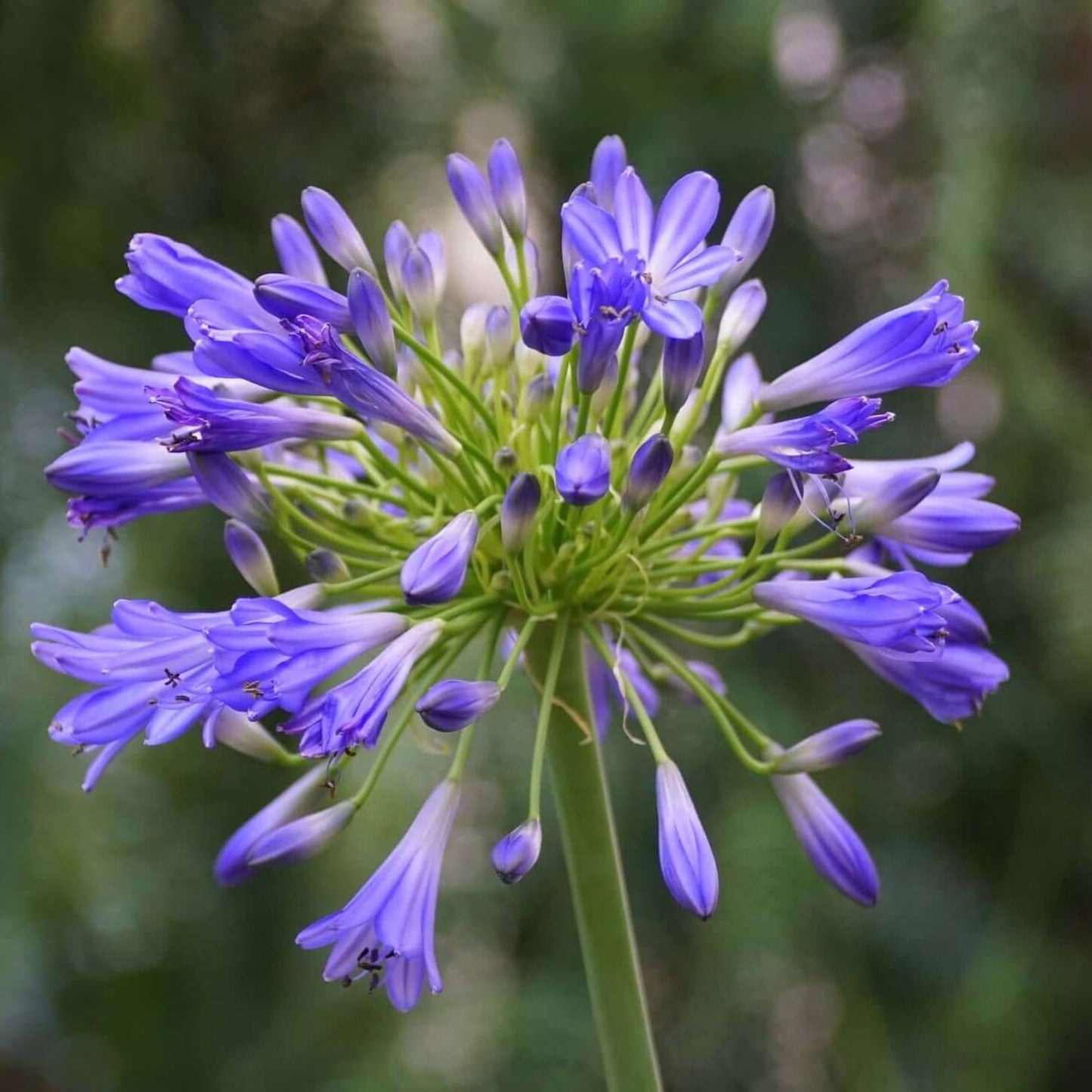 Queen Anne Lily of the Nile (7890076008703)