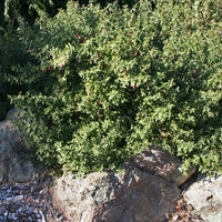 Correa 'Dusky Bells' (7927859446015)