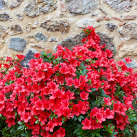 Red Bird Azalea (7890228609279)
