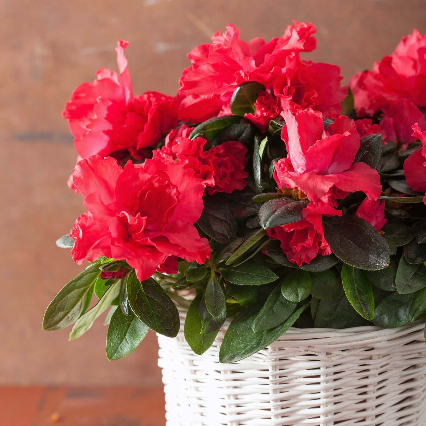 Red Bird Azalea (7890228609279)