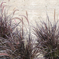 Pennisetum x advena Rubrum (P.setaceum Rubrum) (7994782613759)