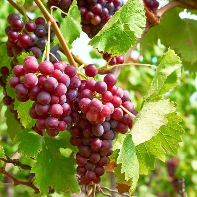 Red Seedless Table Grape (7931568324863)