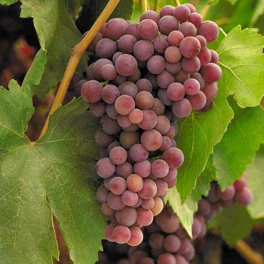 Red Seedless Table Grape
