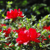 Red Bird Azalea (7890228609279)