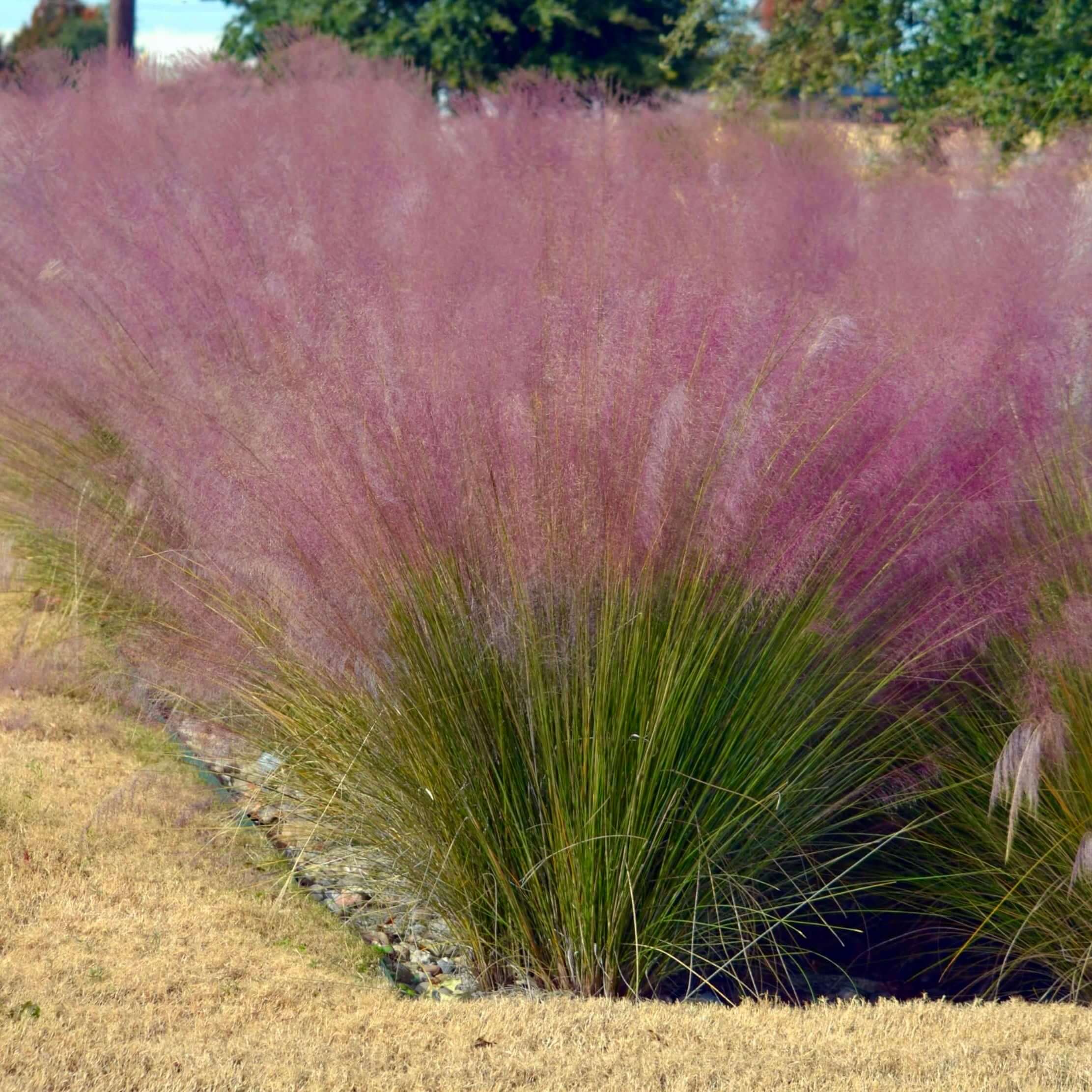 Regal Mist Pink Muhly Grass 4-Pack (Muhlenbergia Capillaris 'Lenca') - 1 Gal