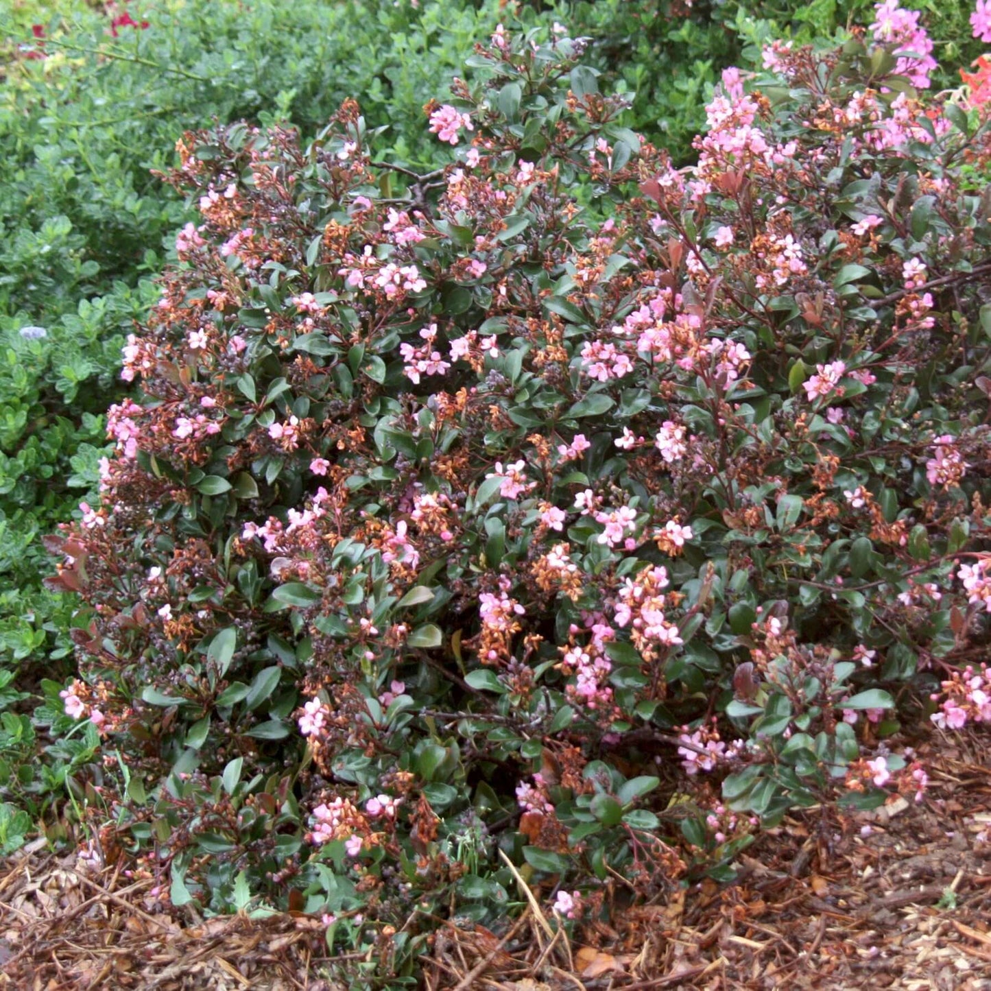 Rhaphiolepis indica Ballerina (Pink Dancer) (Rubra Compacta) (8008372584703)