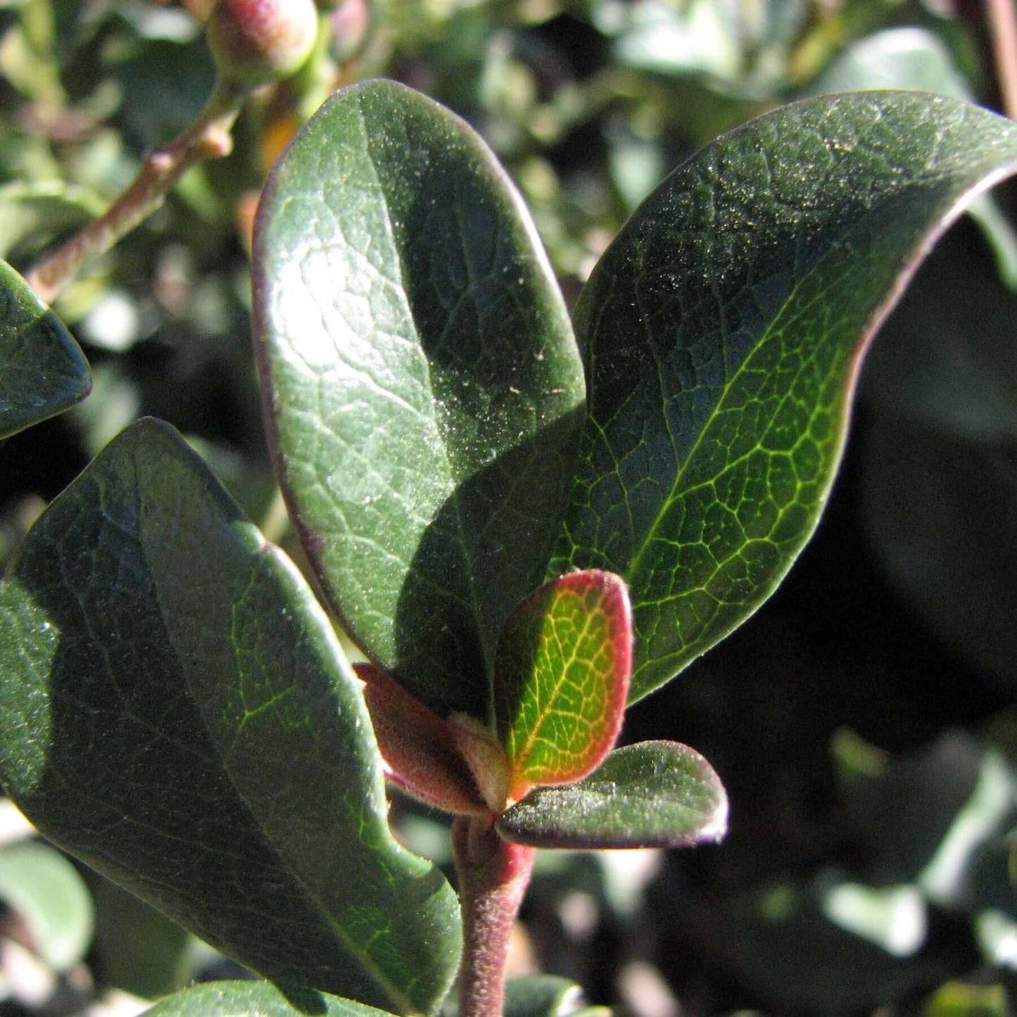 Rhaphiolepis indica Ballerina (Pink Dancer) (Rubra Compacta) (8008372584703)