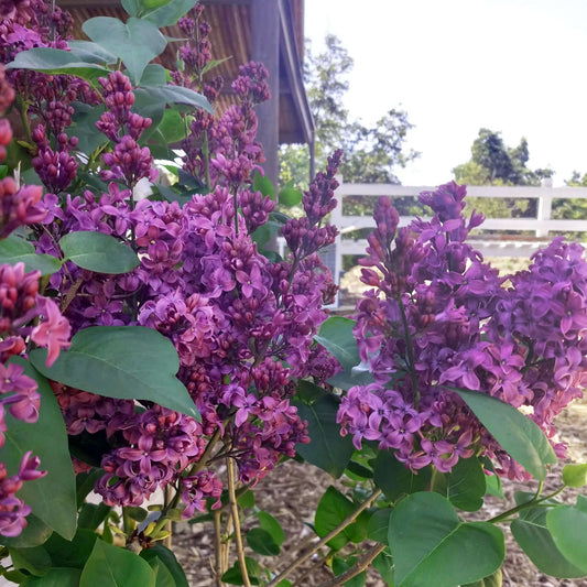 Syringa Rosie Beach Party (8008372879615)