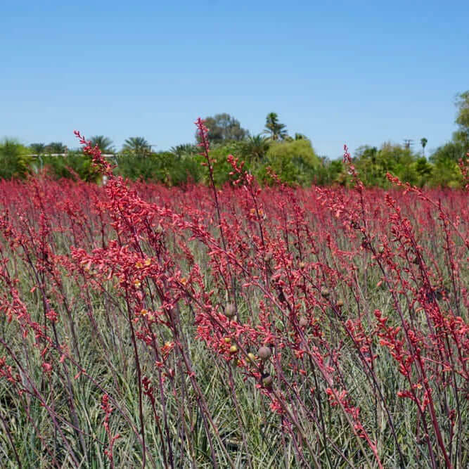 Rosy Pink False Yucca (7823950774527)