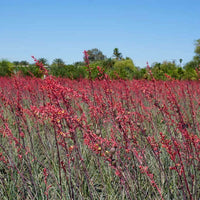 Rosy Pink False Yucca (7823950774527)