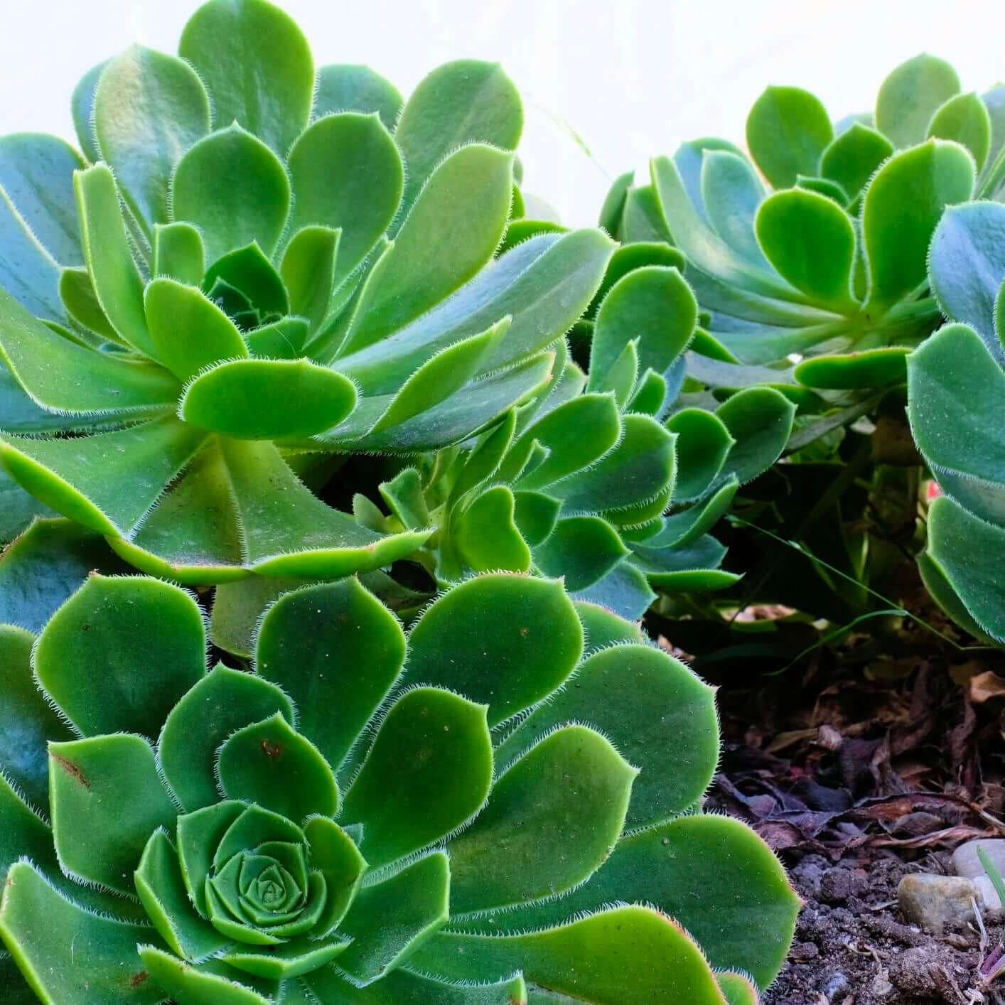 Salad Bowl Aeonium (7889128259839)