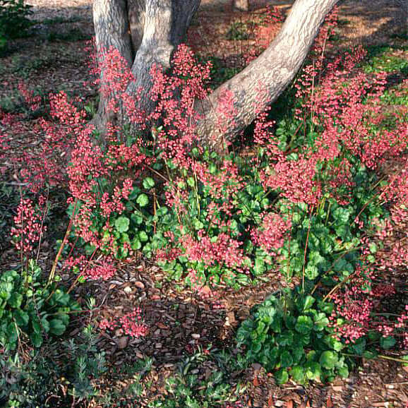 Heuchera 'Santa Ana Cardinal' (7994782548223)