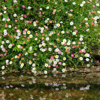 Santa Barbara Daisy, Seaside Daisy (7823950250239)
