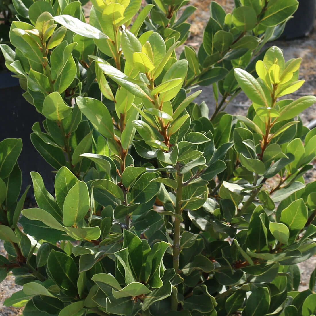 Saratoga Bay Laurel Tree (7912524480767)