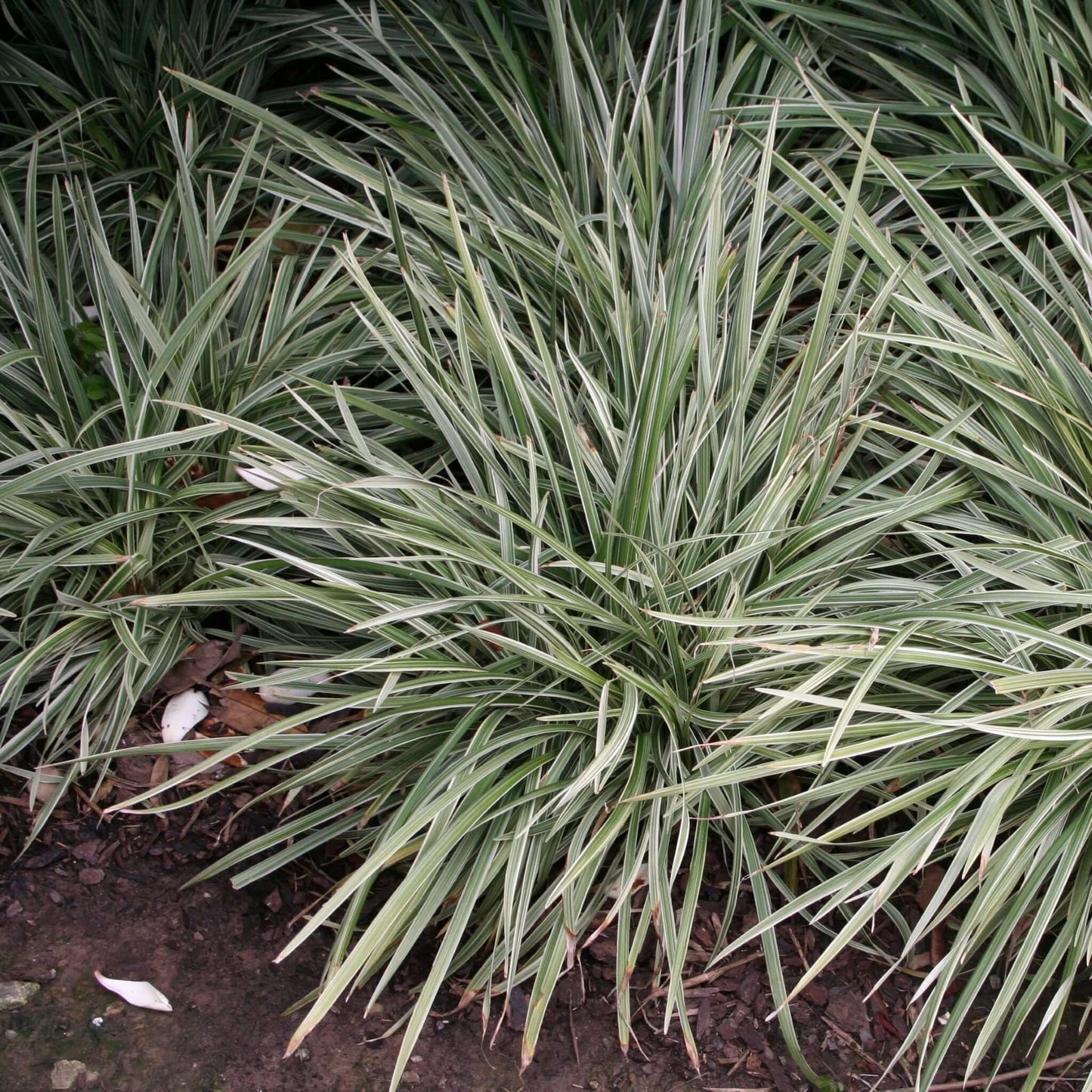 Silver Dragon Lilyturf (7909601018111)
