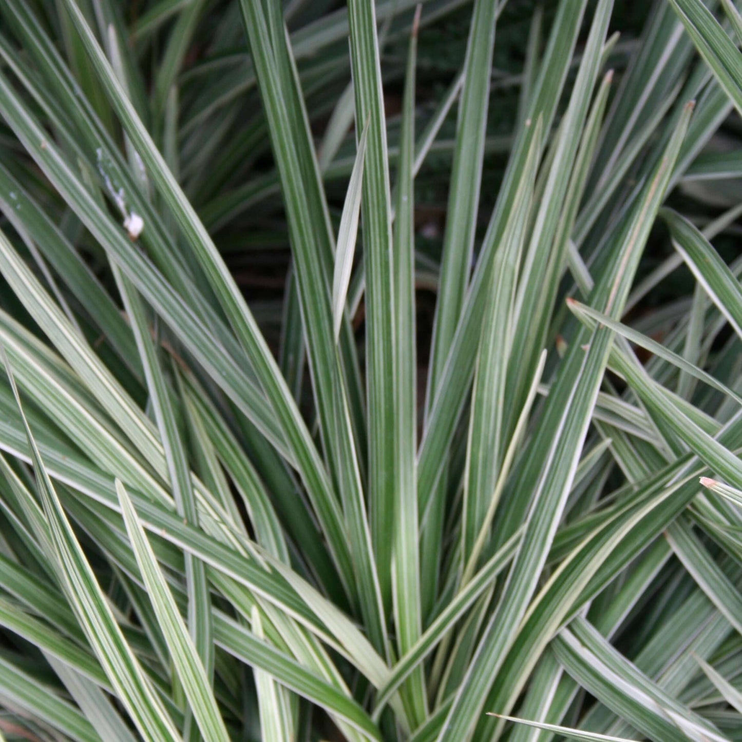 Silver Dragon Lilyturf (7909601018111)