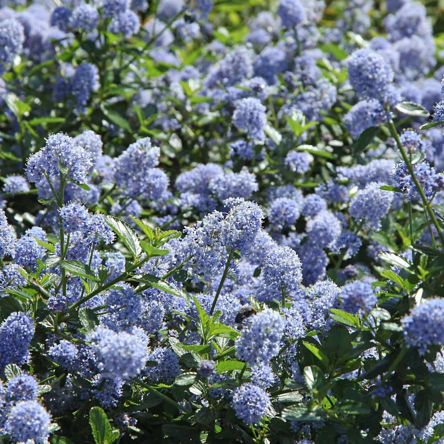 Skylark California Lilac (7892976107775)