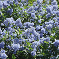 Skylark California Lilac (7892976107775)