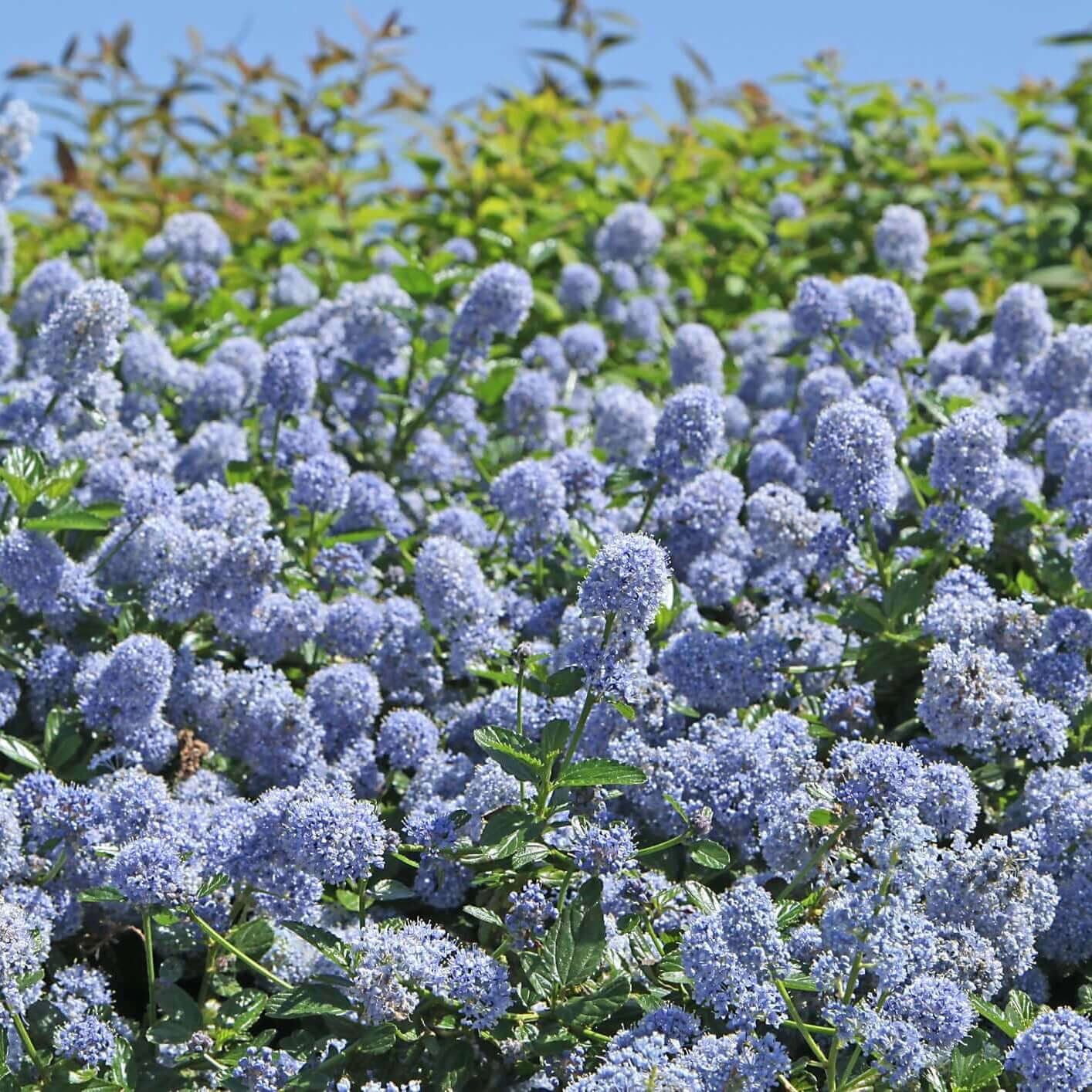 Yankee Point California Lilac (7823950020863)