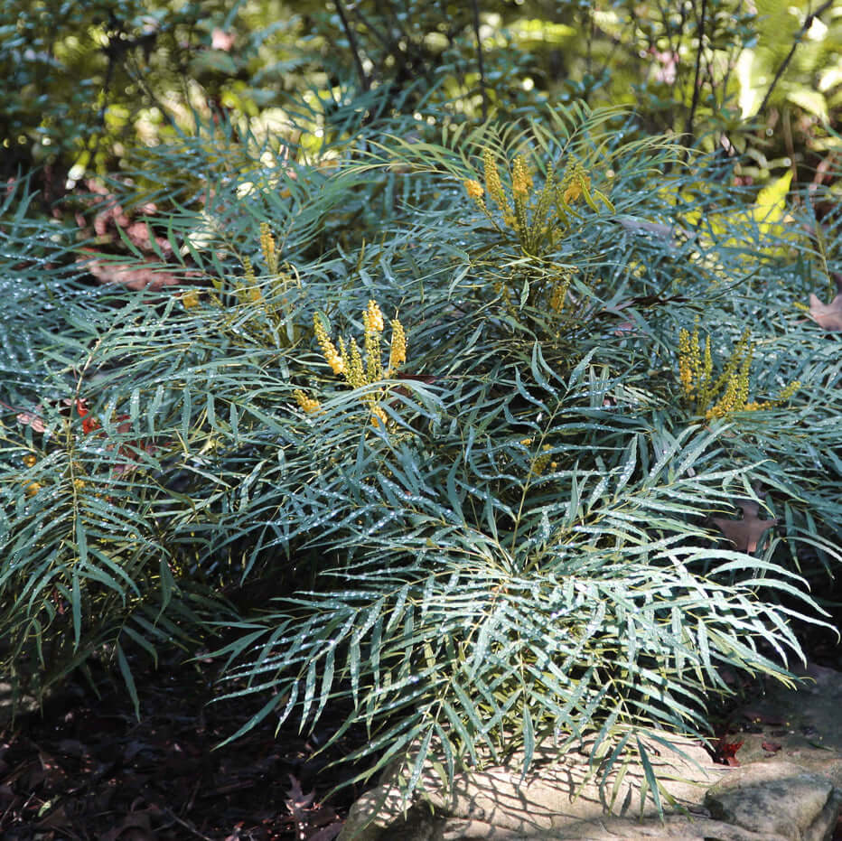 Soft Caress Mahonia (7909600854271)