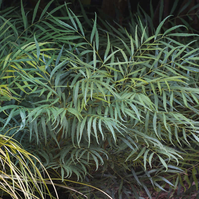 Soft Caress Mahonia (7909600854271)