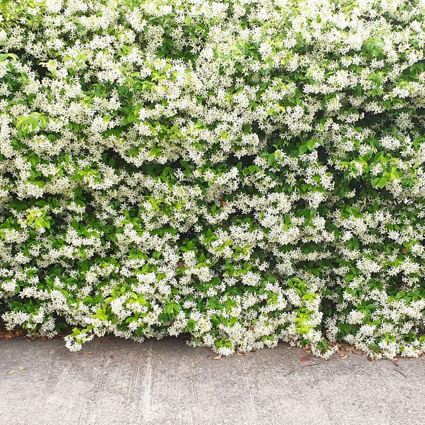 Star Jasmine Bush (7823954084095)