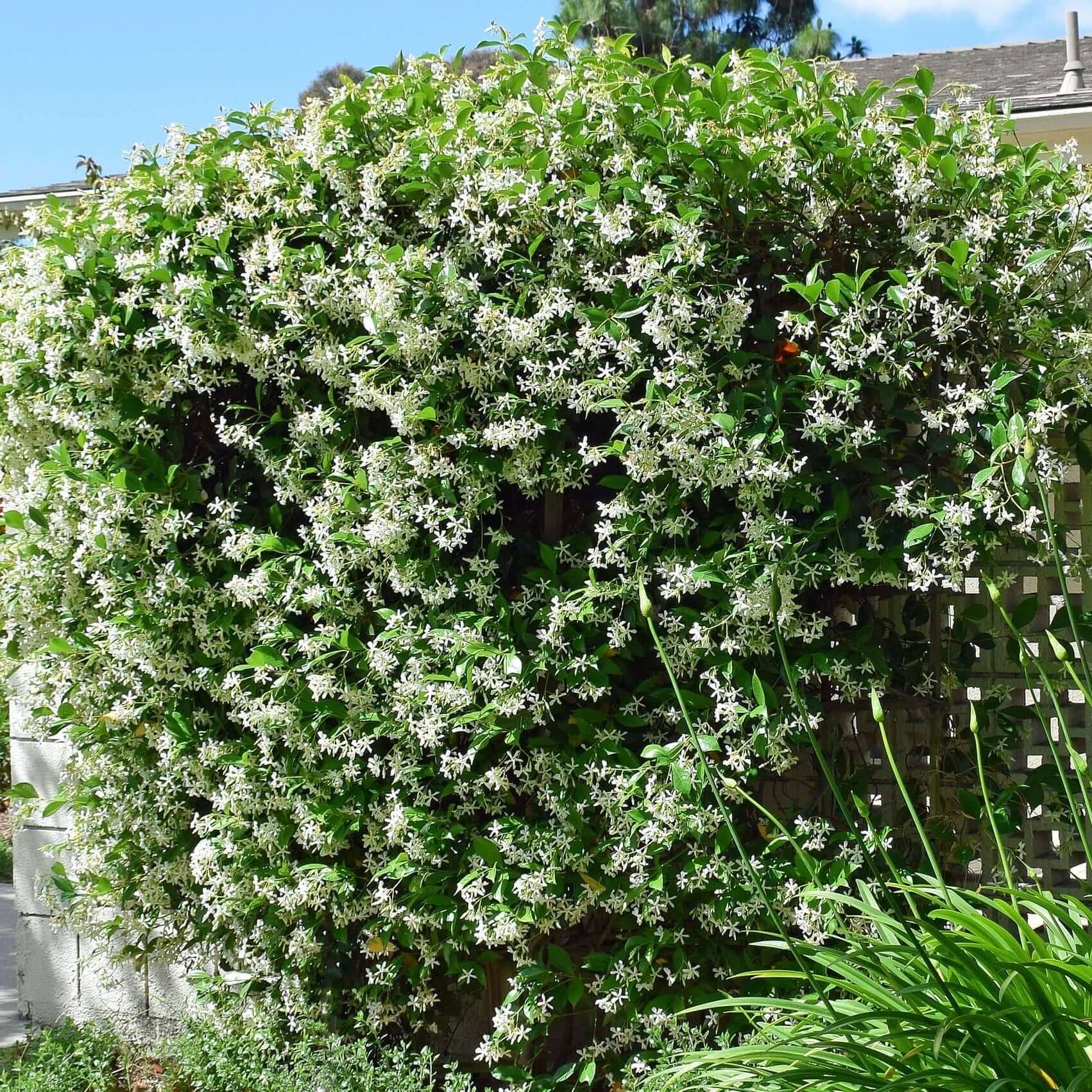Trachelospermum Jasminoides Hedge trachelospermum-jasminoides-hedge