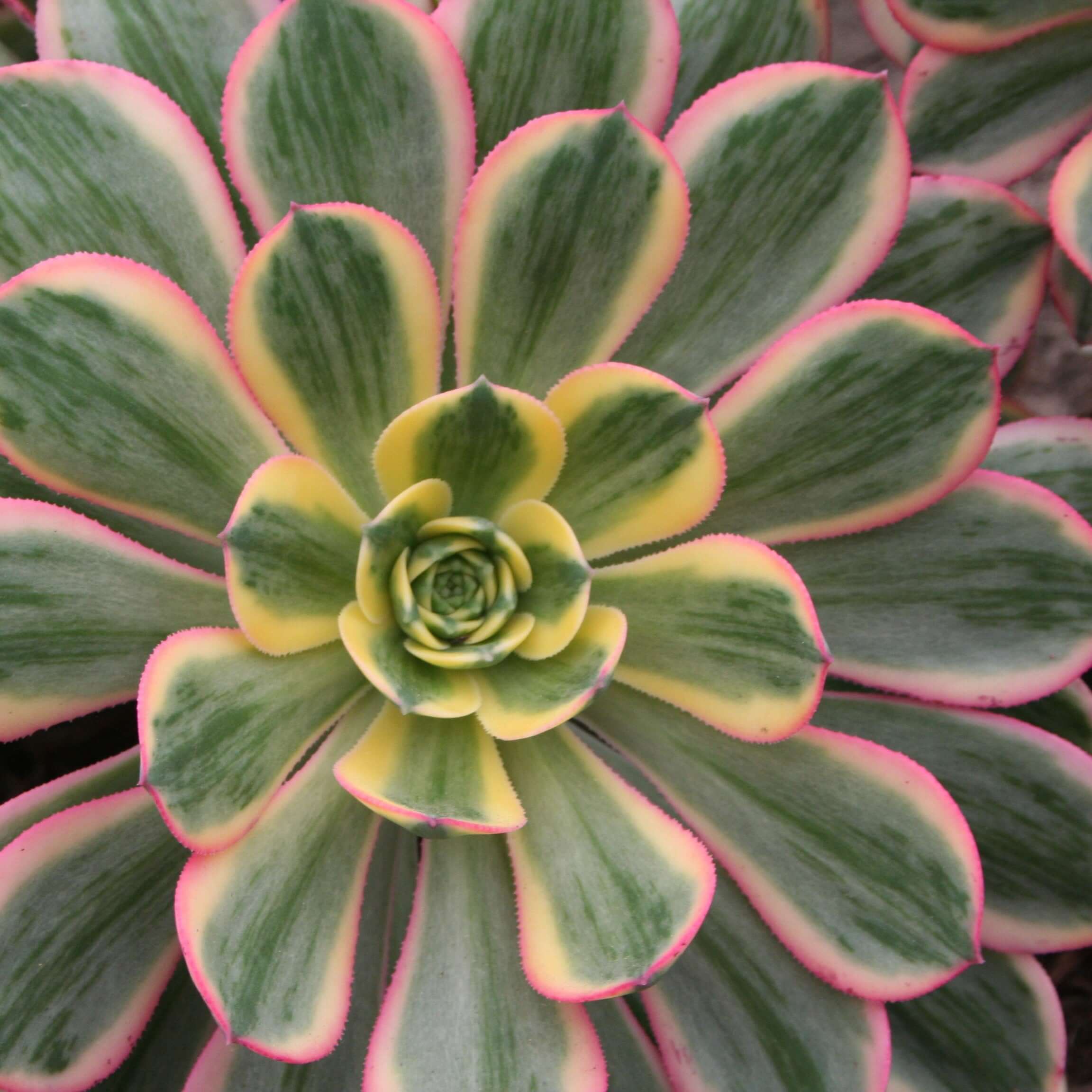 sunburst succulent for sale Aeonium Sunburst