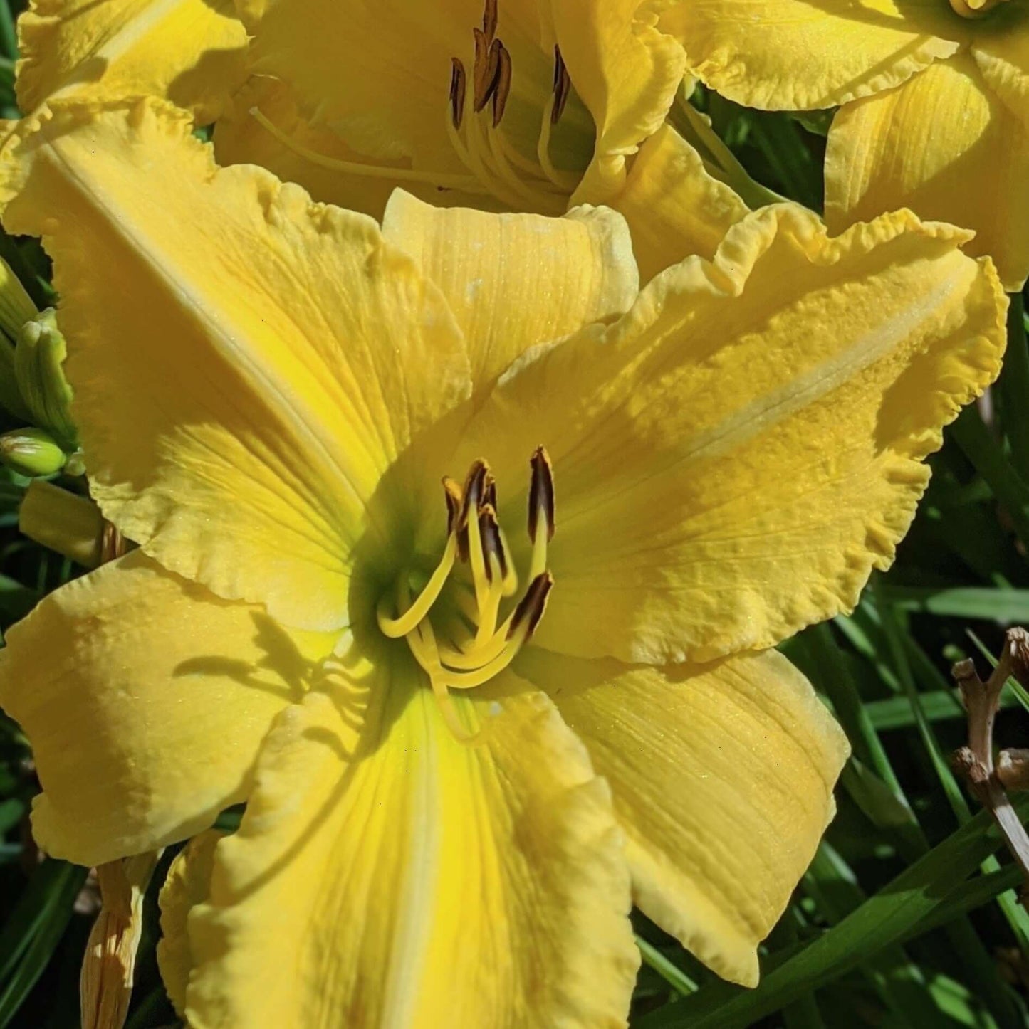 Hemerocallis Sunny Vista Daylily