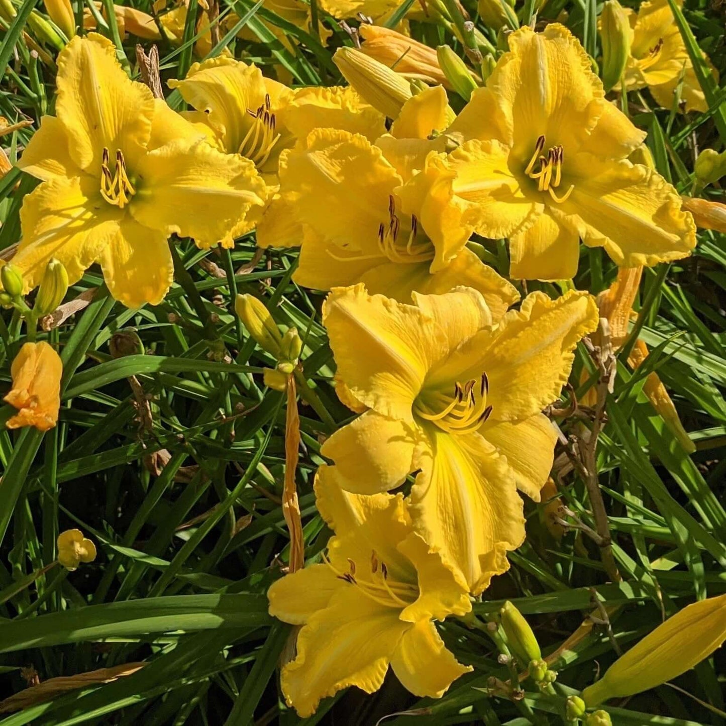 Hemerocallis Sunny Vista Daylily