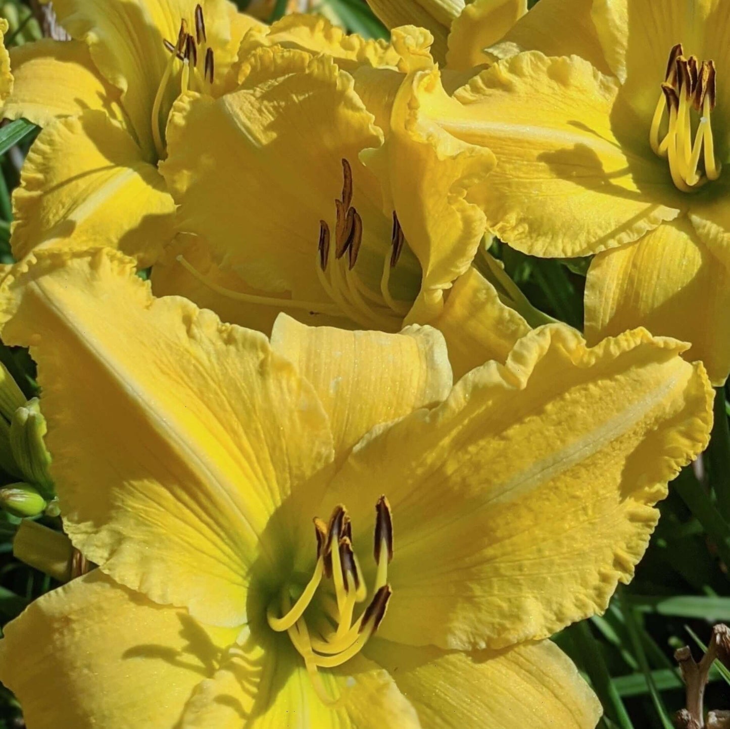 Hemerocallis Sunny Vista Daylily