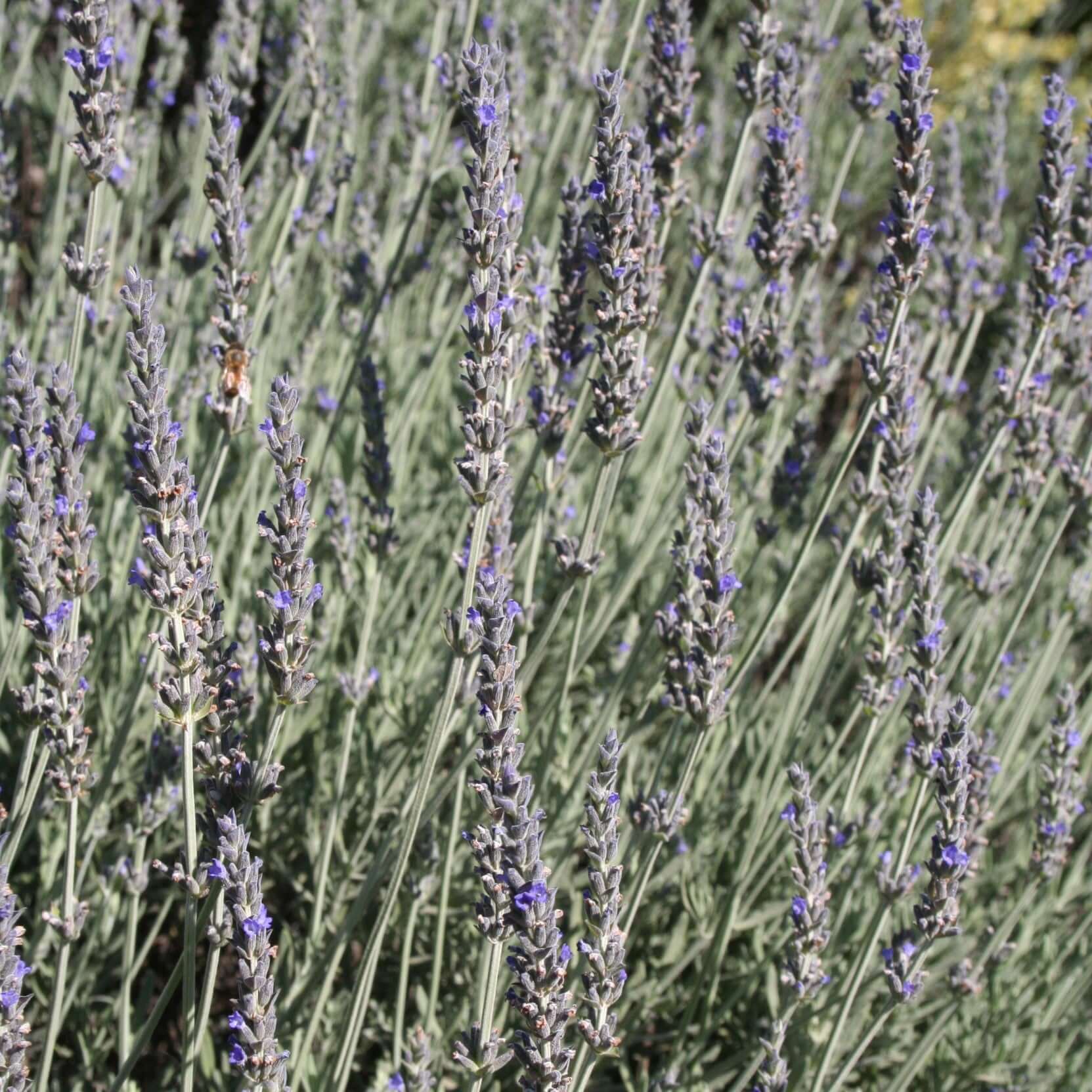 Sweet Lavender (7912524316927)