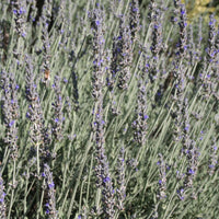 Sweet Lavender (7912524316927)
